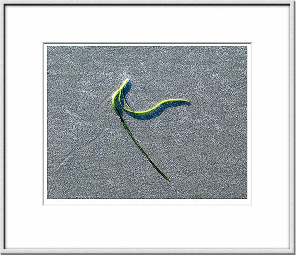 Image ID: 100-148-2 : Dancing Running Seagrass 